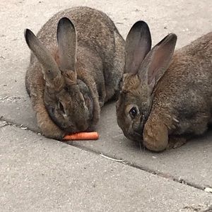 Meet your Posher, Maxwell